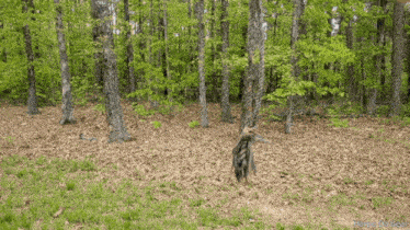 a picture of a forest with trees and leaves taken by douglas patrick