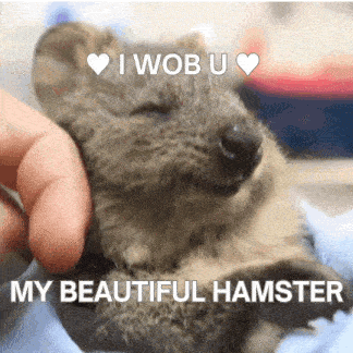 a person is petting a small animal with the words i wob u my beautiful hamster