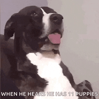 a black and white dog is sitting on a couch with its tongue out and says `` when he hears he has 11 puppies ''