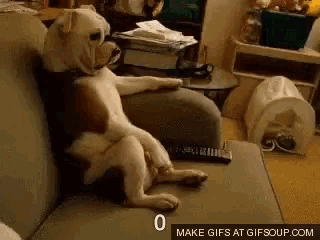 a dog is sitting on a couch with a remote control in its paws .
