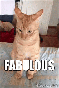 Fabulous Gay GIF - Fabulous Gay Fabulous Cat GIFs