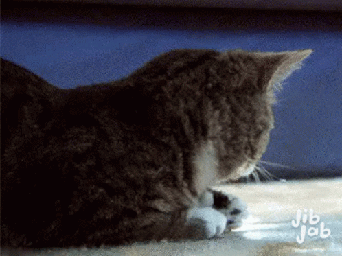 Im The GIF - Im The Cats GIFs