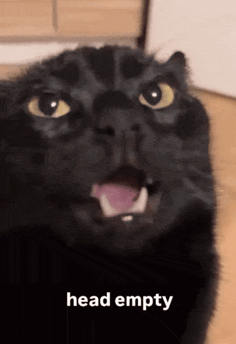 a black cat with its mouth open and the words head empty written below it