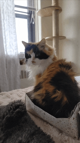 a calico cat is laying in a box on a bed