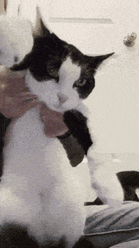 a black and white cat is being held in someone 's arms