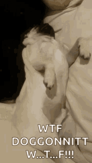 a dog is sleeping on a person 's lap and the caption reads wtf doggonitt w t f !!!