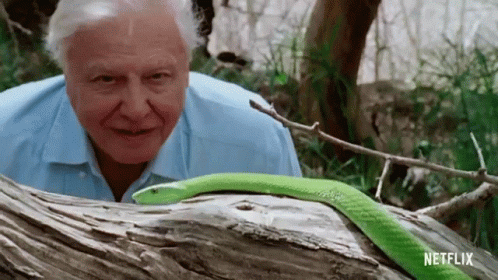 Viper David Attenborough GIF - Viper David Attenborough A Life On Our Planet GIFs