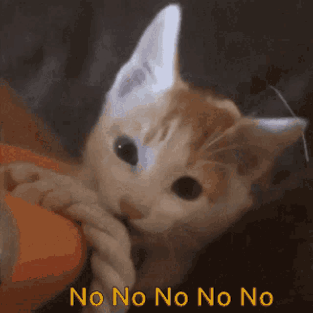 Cat No No No GIF - Cat No No No No GIFs