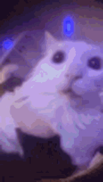 a white cat is laying down in a dark room with a purple background .