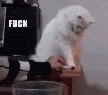 Cat Fuck This GIF - Cat Fuck This Fuck That GIFs