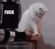 a white cat is sitting on a table in front of a black box that says `` fuck '' .