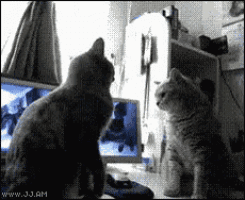two cats are looking at each other in front of a computer monitor and the website www.jj.am is visible