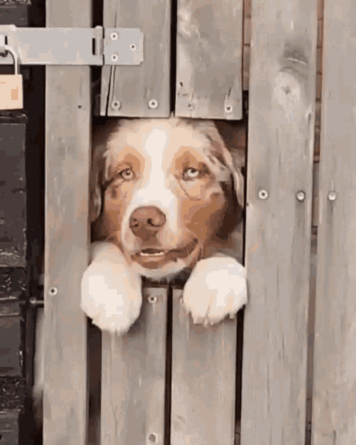 Divlon Dog GIF - Divlon Dog Doggo GIFs