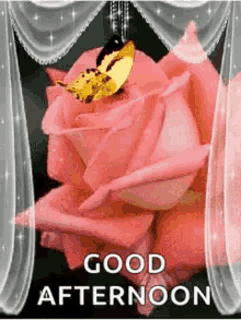 a pink rose with a butterfly on it and the words `` good afternoon '' written below it .
