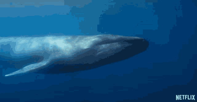 a large whale is swimming in the ocean with a netflix logo in the background