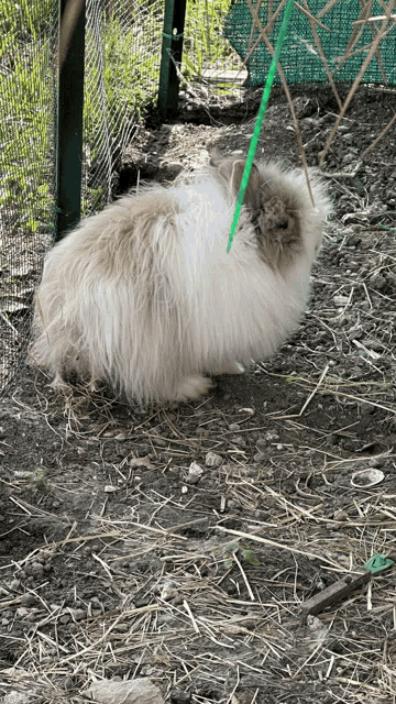 a fluffy brown and white rabbit is laying in the dirt