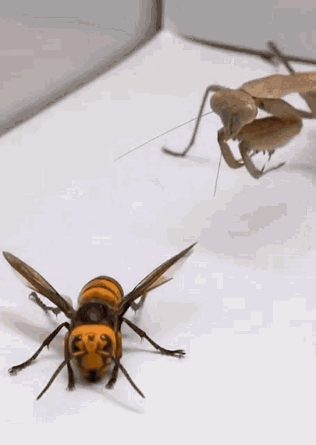 Murder Hornet Mantis GIF - Murder Hornet Mantis Wasp GIFs