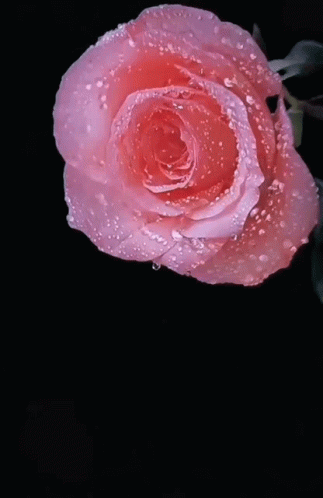 Rose Nurigallery GIF - Rose Nurigallery GIFs