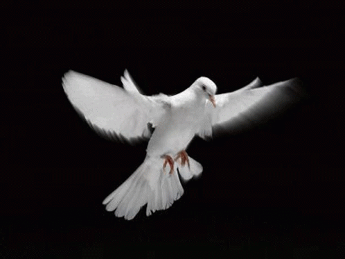 Dove White Dove GIF - Dove White Dove Peace And Love GIFs