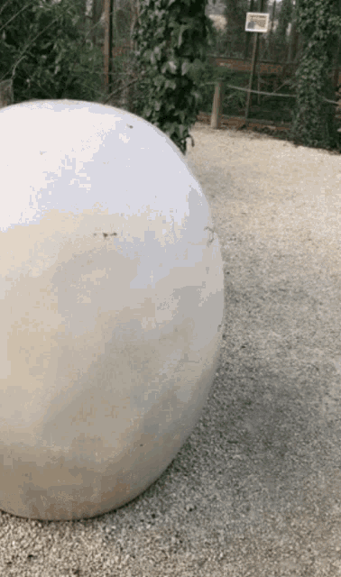 a large white ball is sitting on gravel next to a sign that says ' ostrich egg '