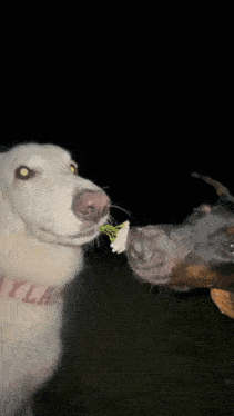 a dog with a collar that says ayla on it