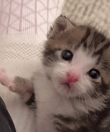 a small brown and white kitten with a pink nose