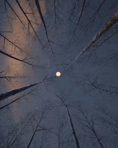 looking up at the moon through the trees