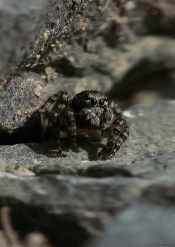 Tarantula From Http://Headlikeanorange.Tumblr.Com/ GIF - Spider Animals GIFs