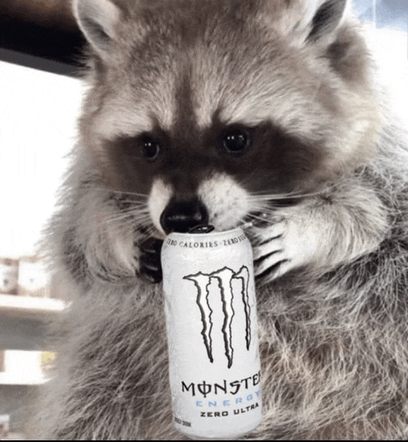 a raccoon holds a can of monster energy drink