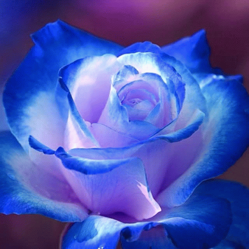 Purple Rose GIF - Purple Rose - Discover & Share GIFs