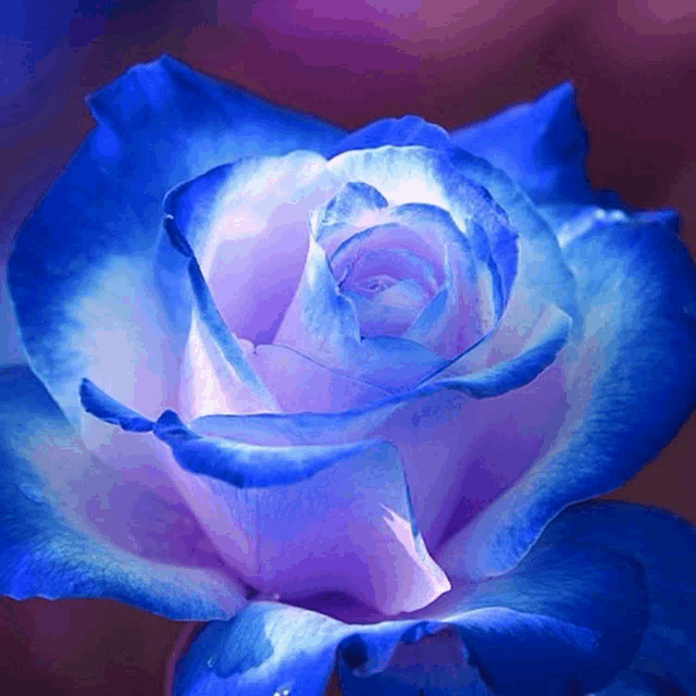 a closeup of a blue and purple rose