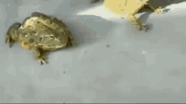 Animals Lizard GIF - Animals Lizard Toad GIFs