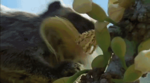This Must Be The Monk Of Monkies. GIF - Monkey Eating Nectar GIFs