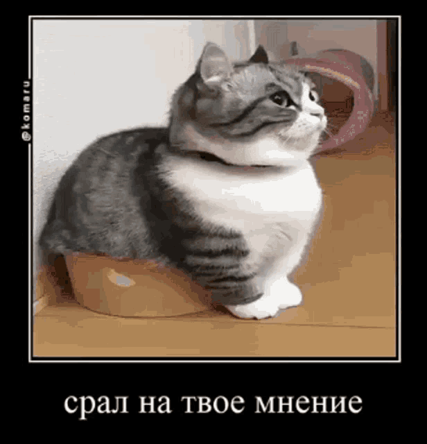 a gray and white cat is sitting in a bowl on a wooden floor