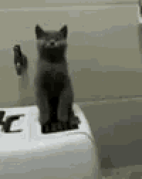 a gray cat is sitting on a white toaster .
