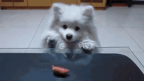 a small white dog is looking at a piece of food on a table