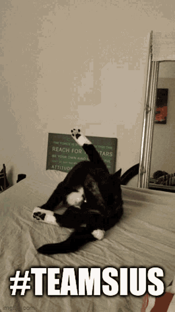 a black and white cat is laying on its back on a bed with the hashtag #teamsius