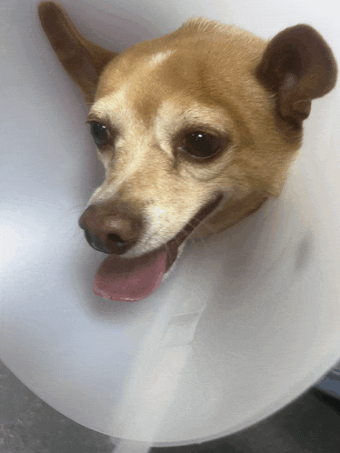 a small brown dog wearing a plastic cone with its tongue hanging out