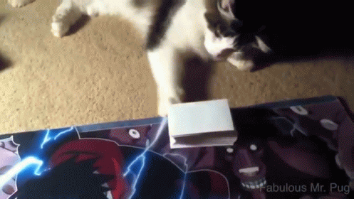 Cat Card Tricks GIF - Cat Card Tricks GIFs