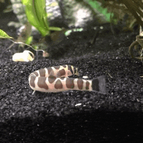 a fish is swimming in a tank with black gravel and plants .