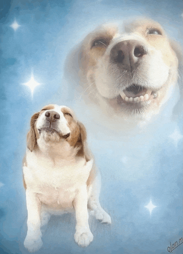 a brown and white dog is smiling with a blue background
