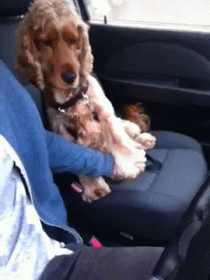Dog Insists On Holding Hands In The Car GIF - Driving Car Dog GIFs