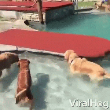 Pool Getting Out GIF - Pool Getting Out Dogs GIFs