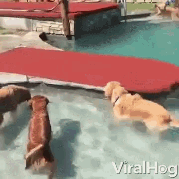 a group of dogs are swimming in a pool with the words viralhog on the bottom right