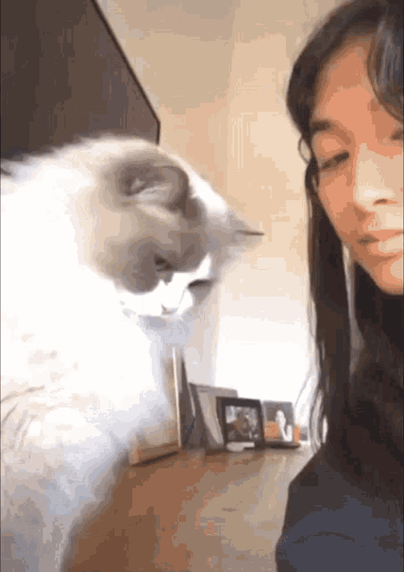 Grumpy Cat GIF - Grumpy Cat Lol GIFs
