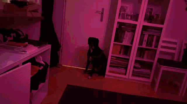 a dog sitting in front of a bookshelf with a book called london