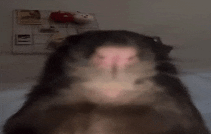 a close up of a hamster 's face with a blurry background .