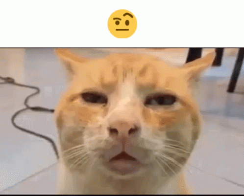 Raised Eyebrow GIF - Raised Eyebrow Cat GIFs