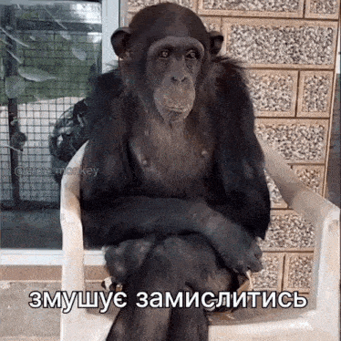 a chimpanzee is sitting in a chair with a russian caption
