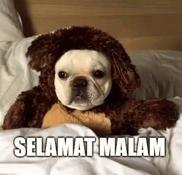 Selamat Malam GIF - Good Night Viralhog Dog GIFs